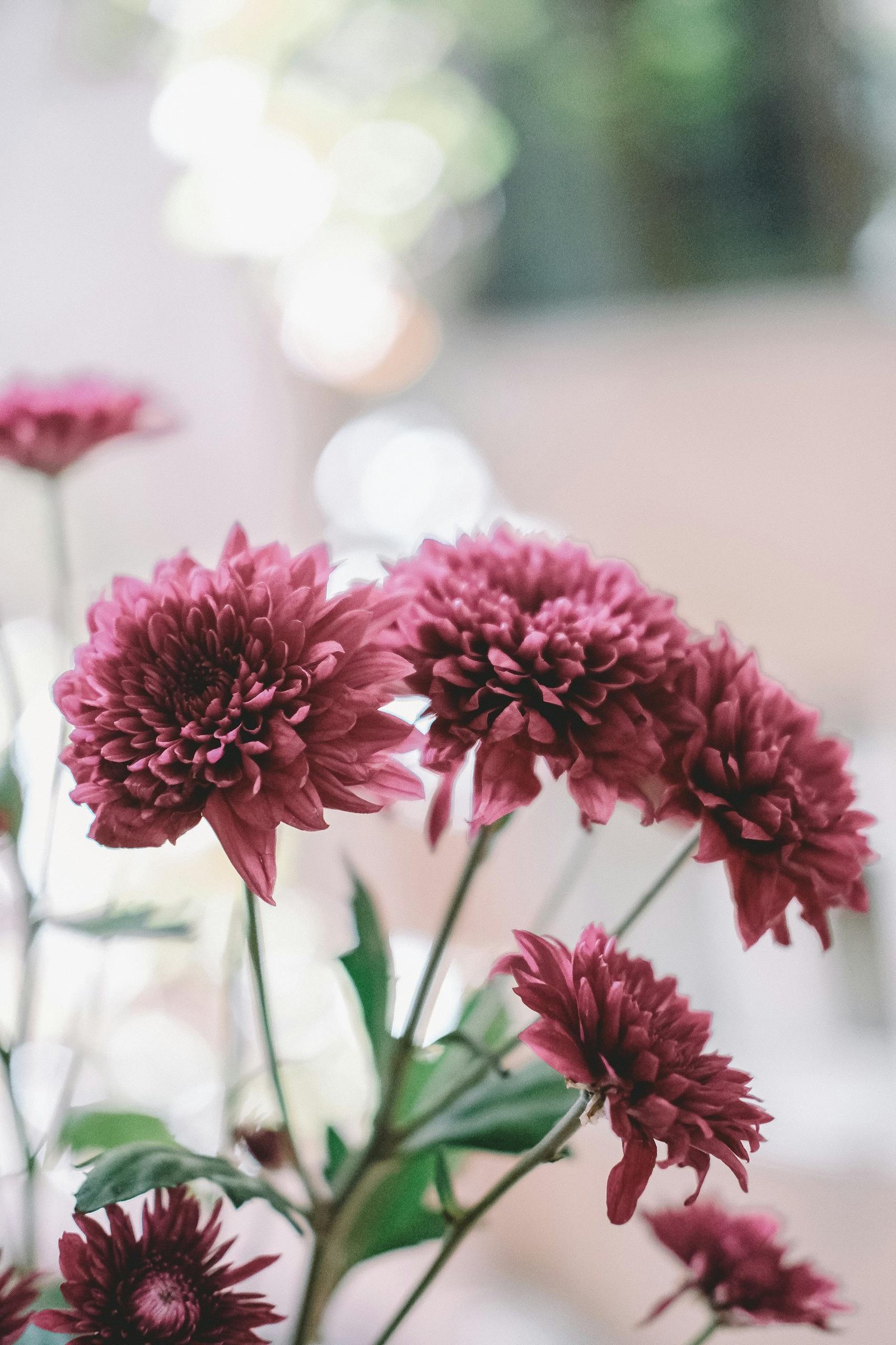 Elegant macro shot of red chrysanthemums in soft bokeh setting, highlighting floral beauty.